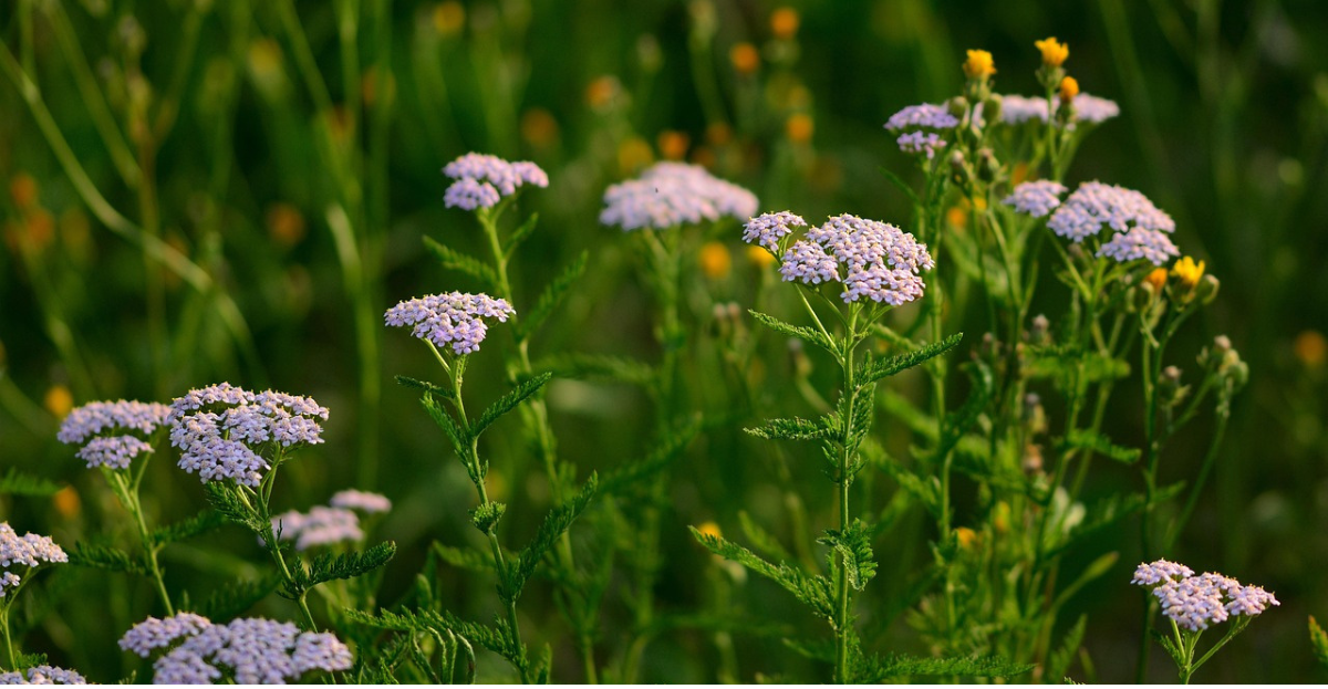 Yarrow